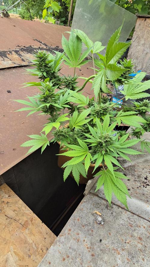 Fast Buds💚🏆. Week 9
