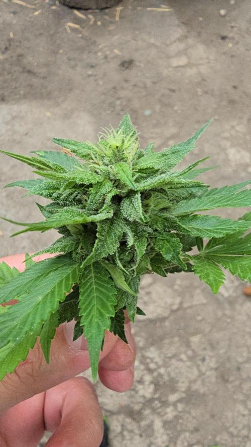 Fast Buds💚🏆. Week 9