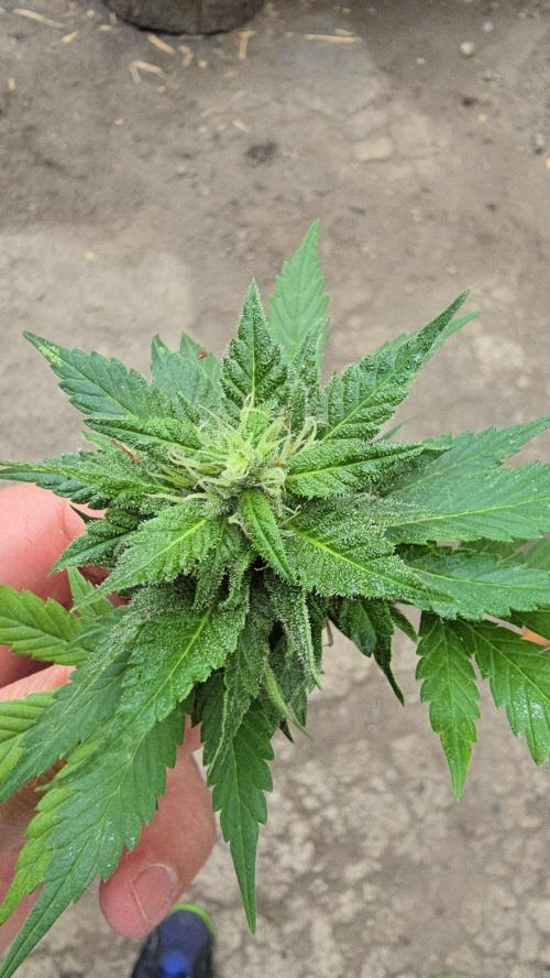 Fast Buds💚🏆. Week 9