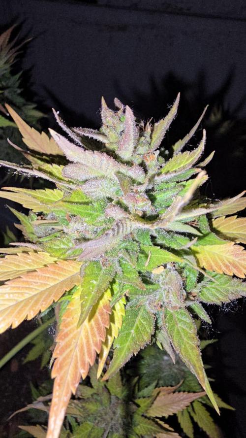 Fast Buds💚🏆. Week 11