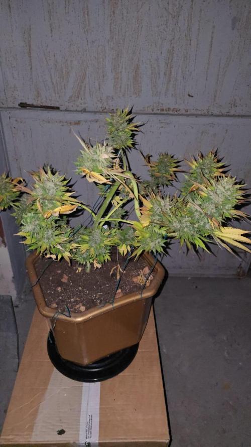 Fast Buds💚🏆. Week 11