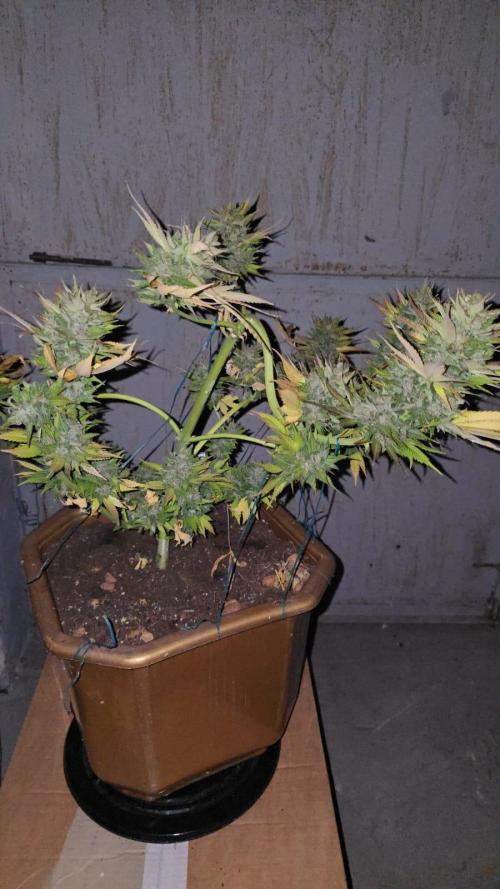 Fast Buds💚🏆. Week 11