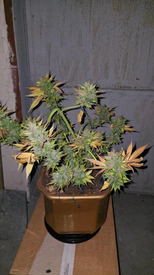 Fast Buds💚🏆. Week 11