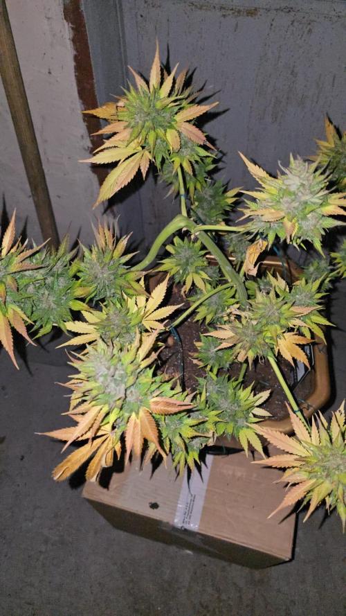 Fast Buds💚🏆. Week 11