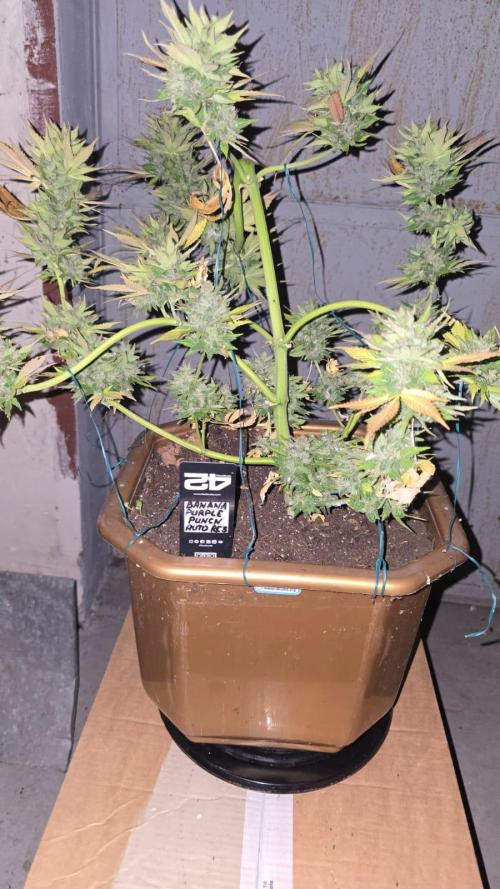 Fast Buds💚🏆. Week 11