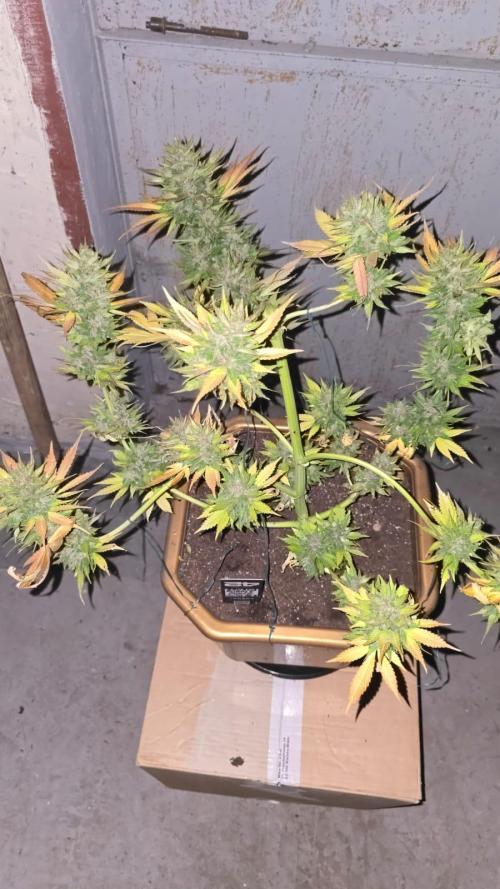 Fast Buds💚🏆. Week 11