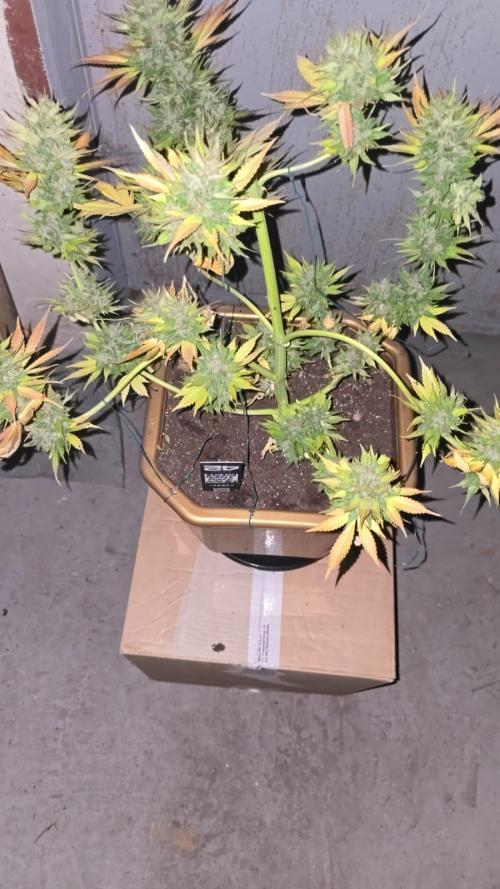 Fast Buds💚🏆. Week 11