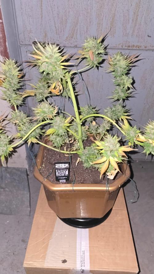 Fast Buds💚🏆. Week 11
