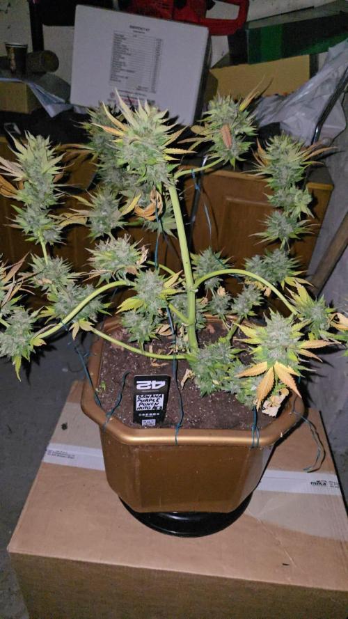 Fast Buds💚🏆. Week 11