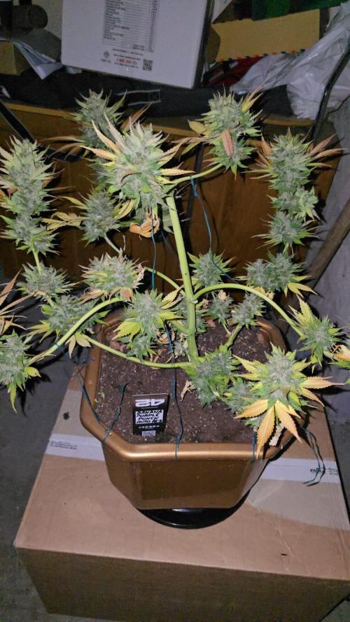 Fast Buds💚🏆. Week 11