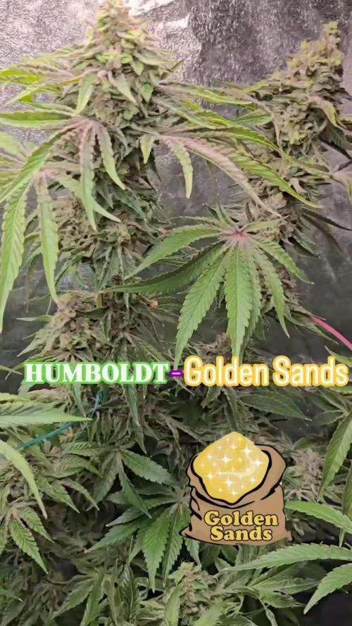 Humboldt Seed Company Europe – Golden Sands - 2