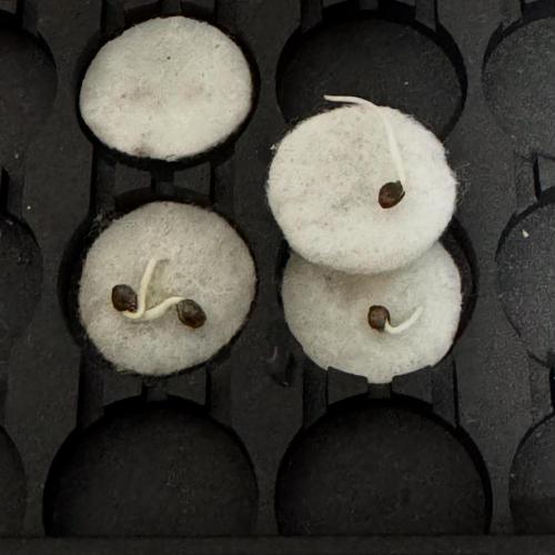 Photoperiod Autopot Run. Week 0