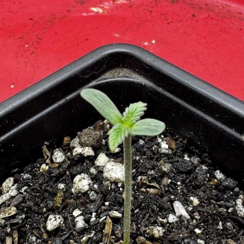 Photoperiod Autopot Run. Week 0 - 3 days later.