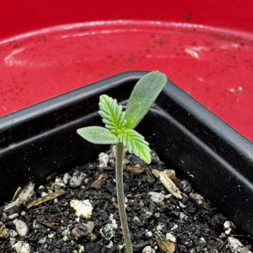 Photoperiod Autopot Run. Week 0 - 3 days later.