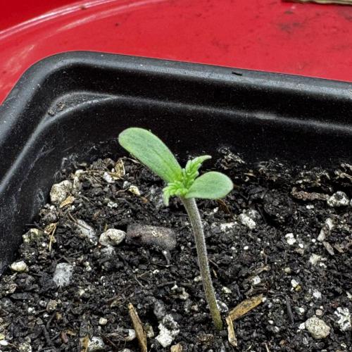 Photoperiod Autopot Run. Week 0