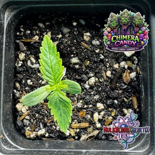 Photoperiod Autopot Run. Week 1 - Jan 26, 2026