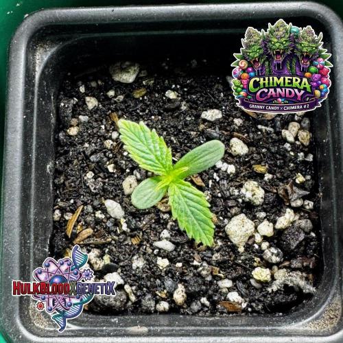 Photoperiod Autopot Run. Week 1 - Jan 26, 2026