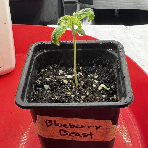 Photoperiod Autopot Run. Week 1 - Jan 29, 2026