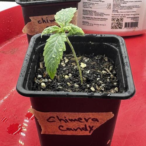 Photoperiod Autopot Run. Week 1 - Jan 29, 2026