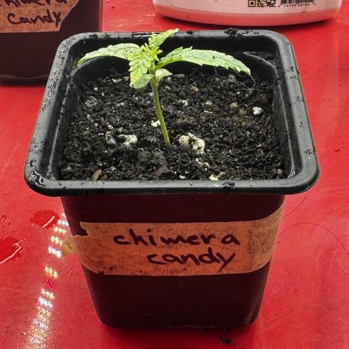 Photoperiod Autopot Run. Week 1 - Jan 29, 2026