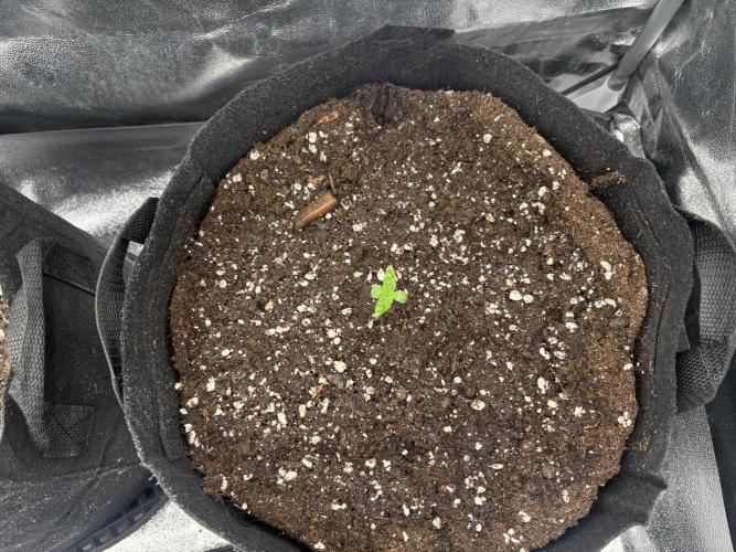 AutoPuncher OG. Week 0