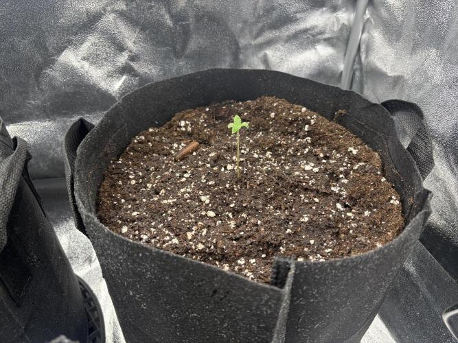 AutoPuncher OG. Week 0