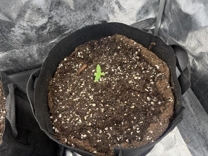 AutoPuncher OG. Week 0