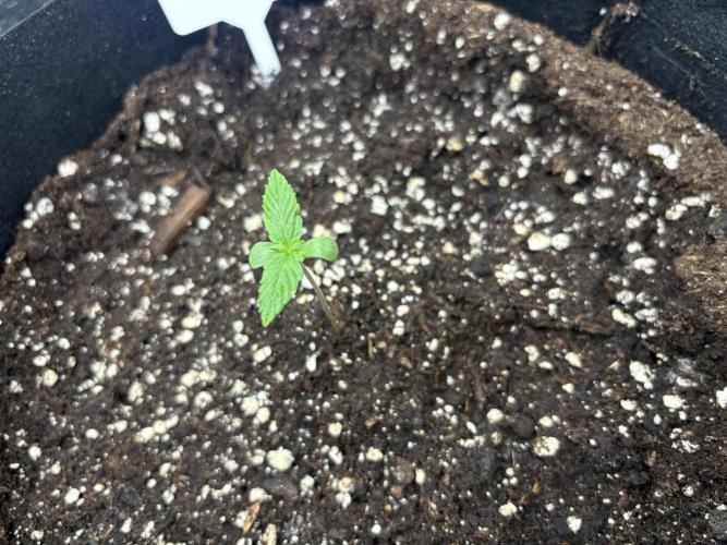 AutoPuncher OG. Week 0