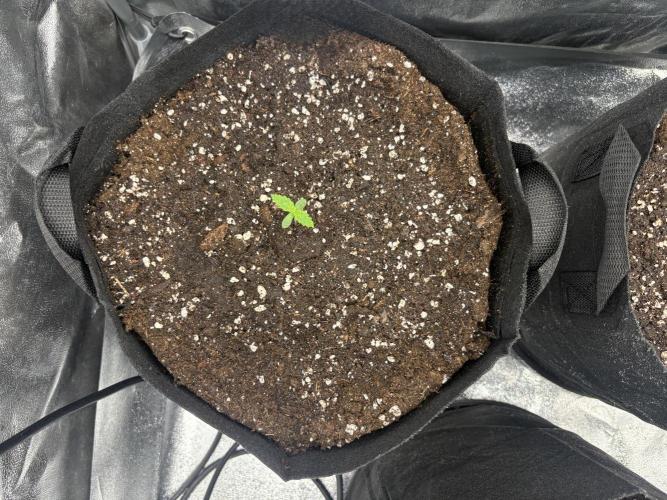 MadameMeduF1. Week 0