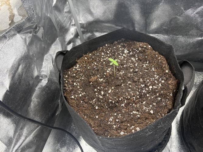 MadameMeduF1. Week 0