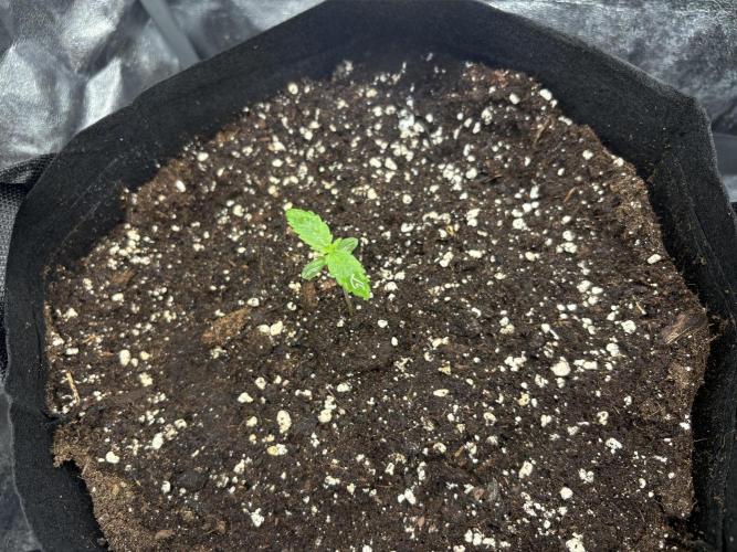 MadameMeduF1. Week 0