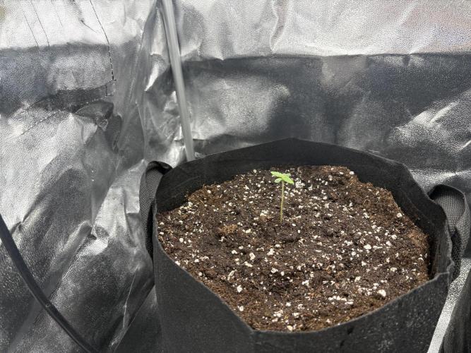 MadameMeduF1. Week 0