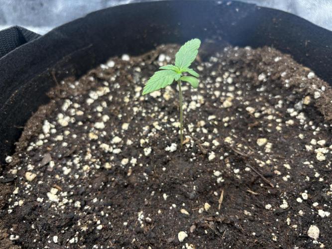 AutoPuncher OG. Week 1