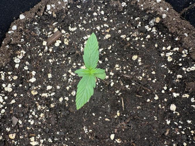 AutoPuncher OG. Week 1