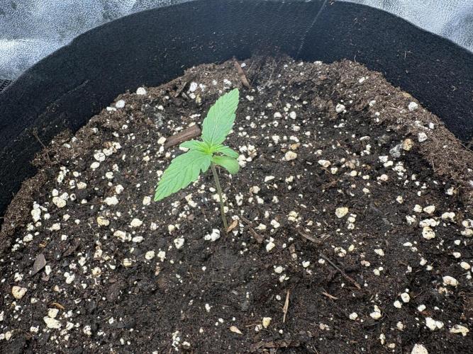 AutoPuncher OG. Week 1