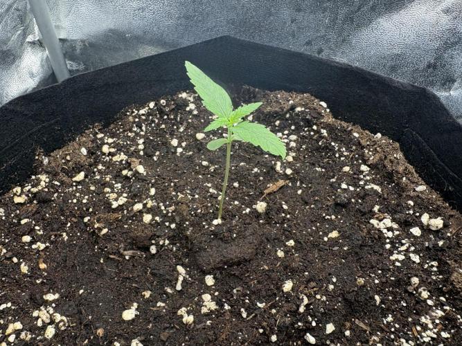 MadameMeduF1. Week 1