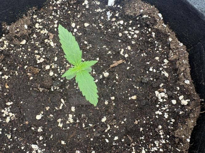 MadameMeduF1. Week 1