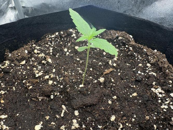 MadameMeduF1. Week 1