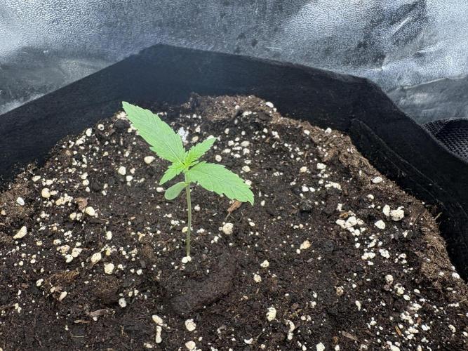 MadameMeduF1. Week 1