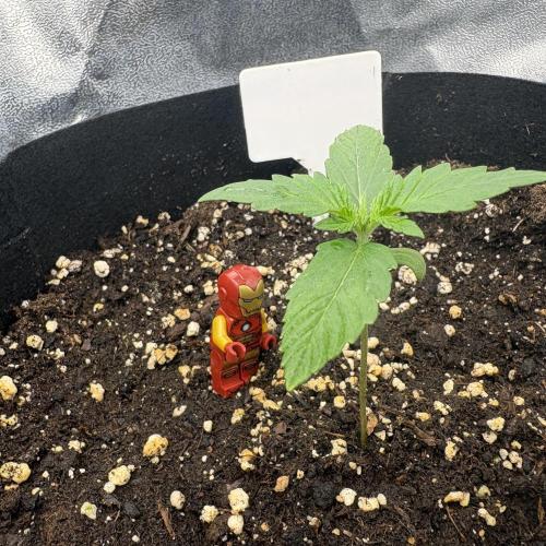 AutoPuncher OG. Week 2