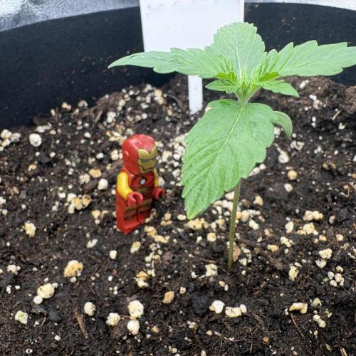 AutoPuncher OG. Week 2