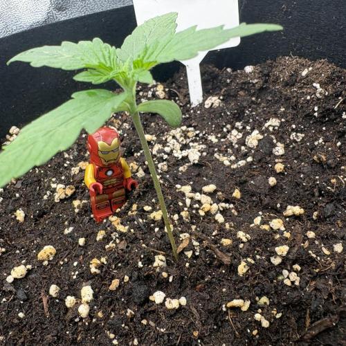 AutoPuncher OG. Week 2