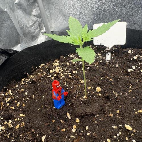 MadameMeduF1. Week 2