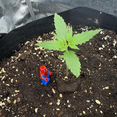 MadameMeduF1. Week 2