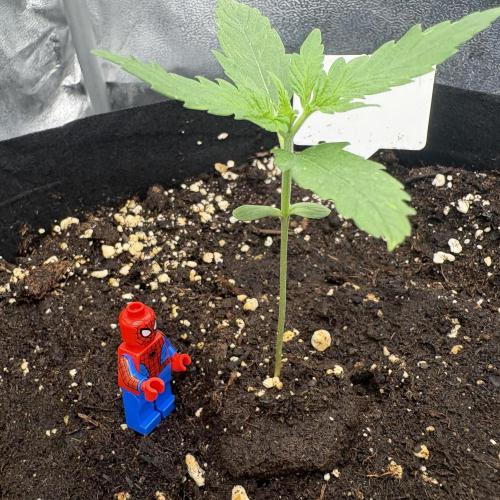 MadameMeduF1. Week 2