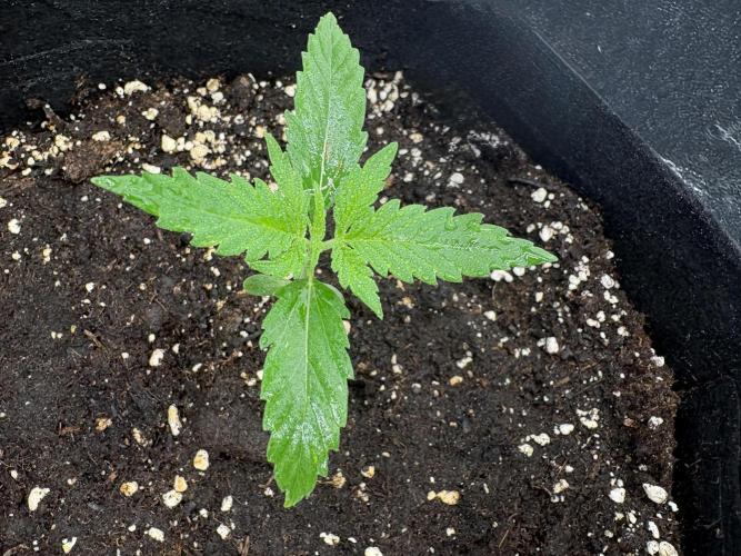 MadameMeduF1. Week 2