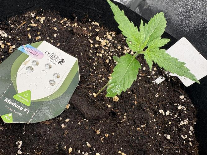 MadameMeduF1. Week 2