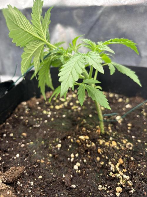 AutoPuncher OG. Week 3