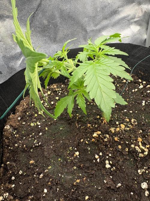 AutoPuncher OG. Week 3