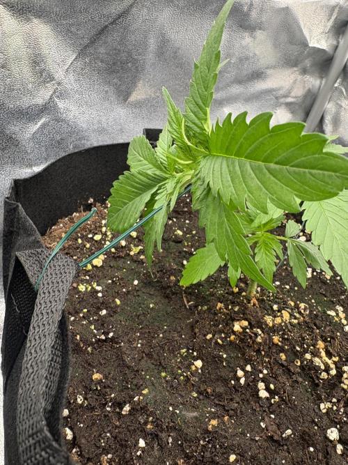 AutoPuncher OG. Week 3